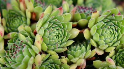Sempervivum 'Cob Web' Hens and Chicks