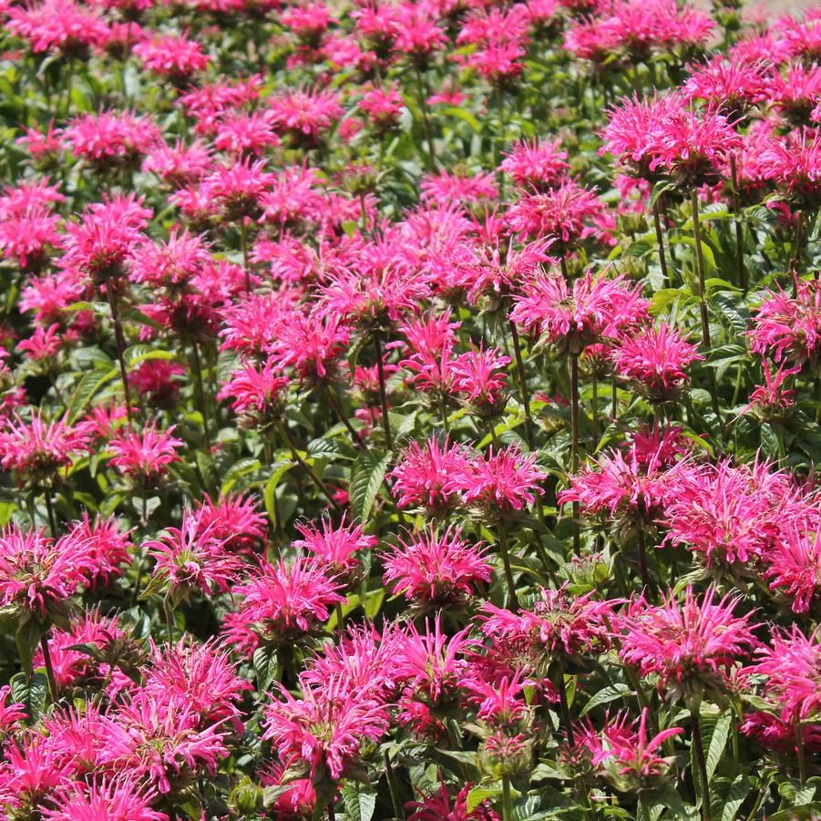 Mondara didyma 'Coral Reef' Bee Balm Coral Reef -