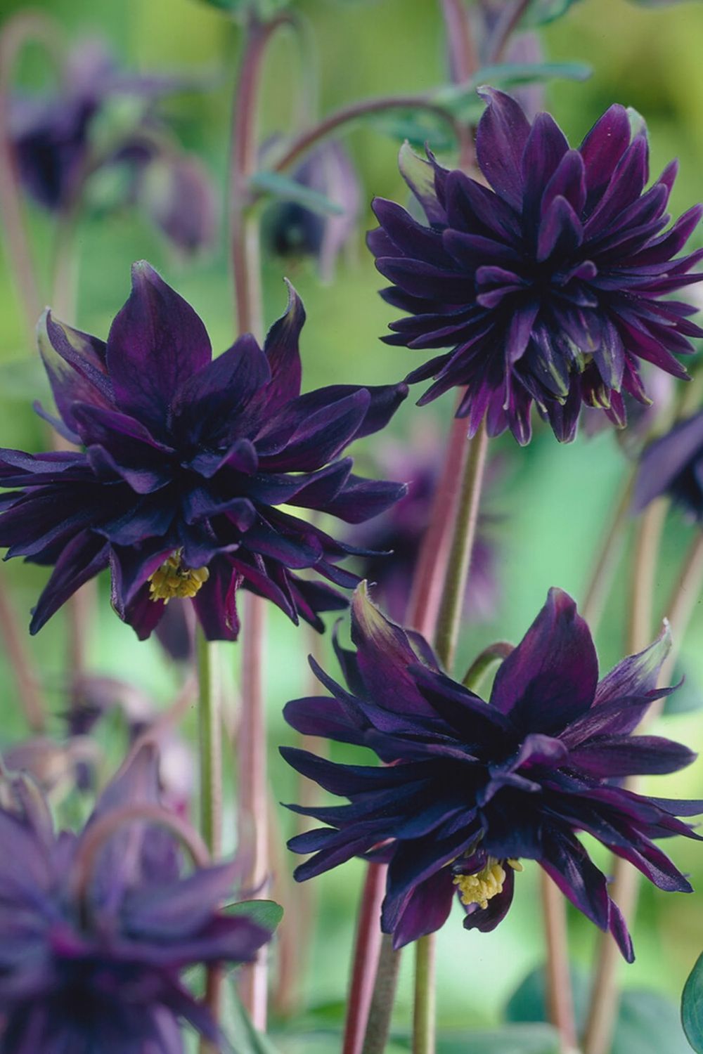 Aquilegia vulgaris  'Black Barlow' Black Barlow Columbine
