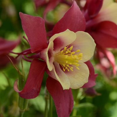 Aquilegia x hybrida Earlybird™ 'Red Yellow' Earlybird™ Red Yellow Columbine