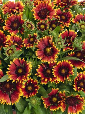 Gaillardia aristata SpinTop'™ 'Orange Halo Improved' SpinTop™ Orange Halo Improved  Blanket Flower