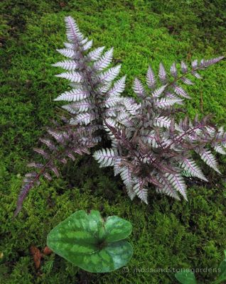 Athyrium niponicum 'Picton'  Japanese Painted Fern