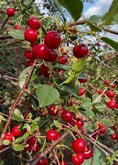 Viburnum Trilobum Highbush Cranberry