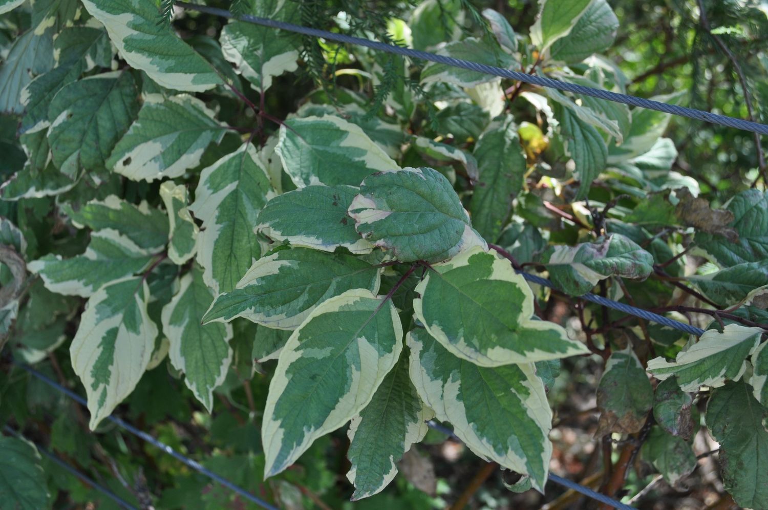 Cornus alba 'Cream Cracker' Cream Cracker Dogwood