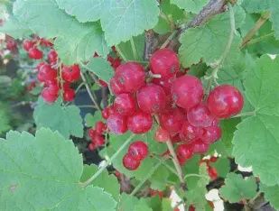 Ribes nigrum 'Red Lake' Currant Red Lake
