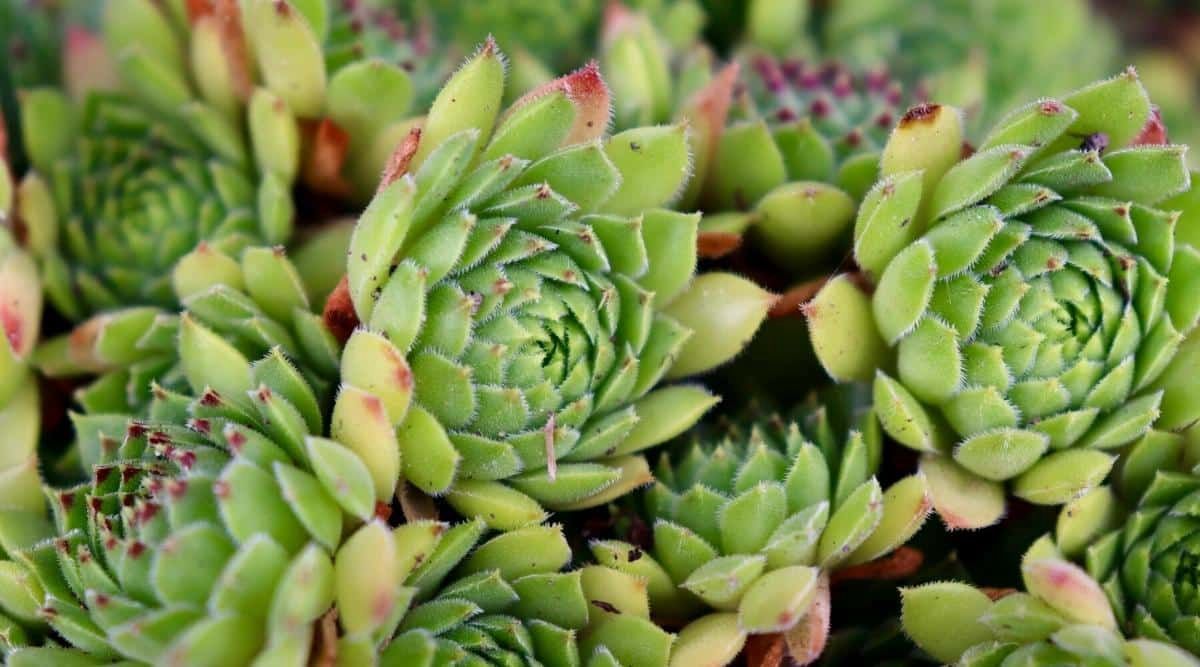 Sempervivum 'Reinhard' Hens and Chicks …