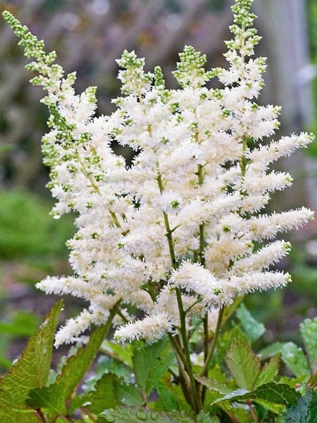 Astilbe 'Fireworks White' Astilbe White Fireworks  White Astilbe