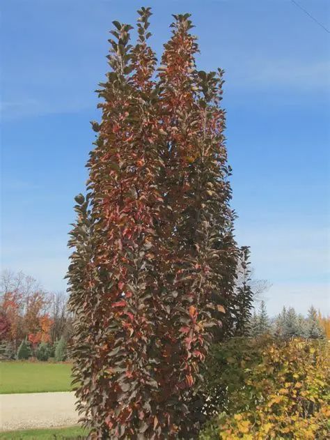 Malus x adstringens 'Jefspire' Purple Spire®  Rosybloom Crabapple