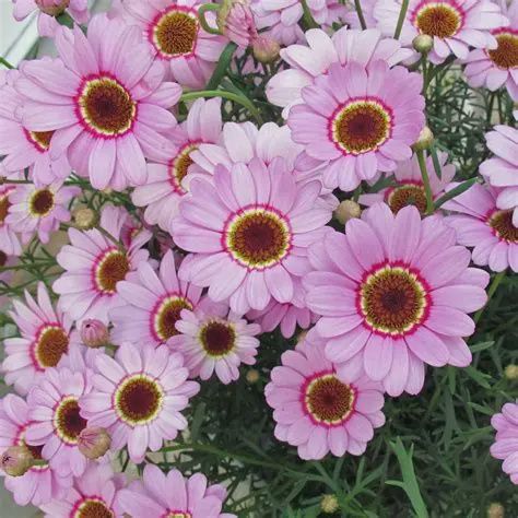 Argyranthemum frutescens Grandaisy® 'Pink Halo' Grandaisy® Pink Halo Daisy