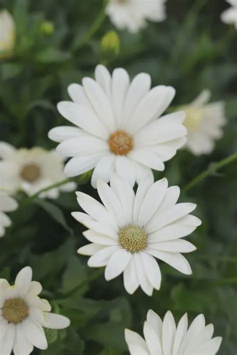 Osteospermum Bright Lights™ 'White' Bright Lights™ White African Daisy