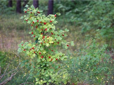Ribes alpinum - Alpine Currant