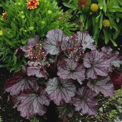 Heuchera x Northern Exposure™ 'Silver' Northern Exposure™ Silver Coral Bells