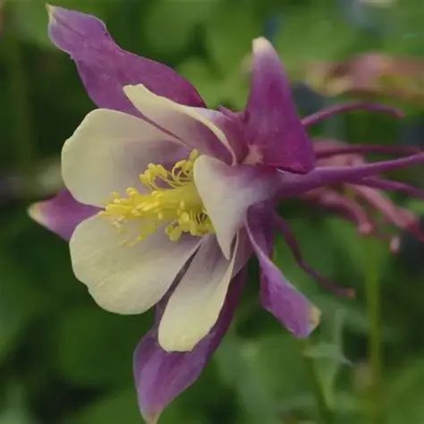 Aquilegia x hybrida  Earlybird™ 'Purple Yellow' Earlybird™ Purple Yellow Columbine