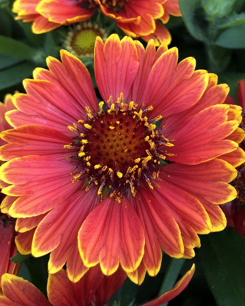 Gaillardia aristata SpinTop™ 'Yellow Touch' Spin Top™  Yellow Touch Blanket Flower