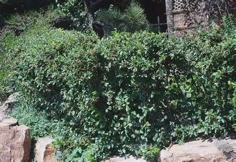 Cotoneaster lucidus 12-18" BR Seedling Hedge Cotoneaster