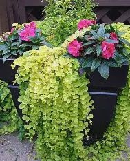 Lysimachia nummularia 'Aurea' | Creeping Jenny