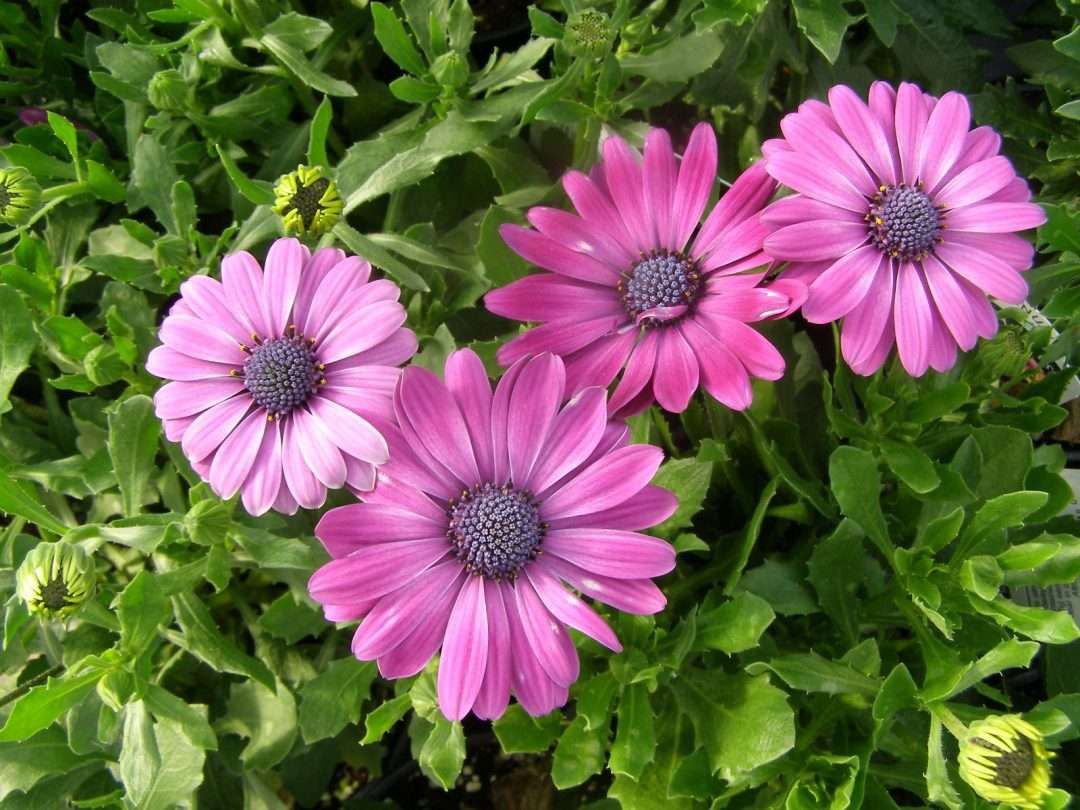Osteospermum  eckionis 'Blue-Eyed Beauty' Blue-Eyed Beauty African Daisy