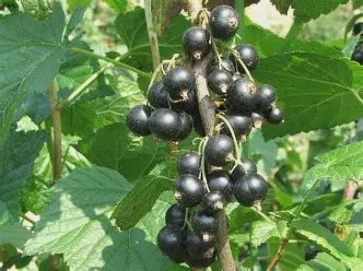 Ribes nigrum 'Ben Nevis' Ben Nevis Black Currant