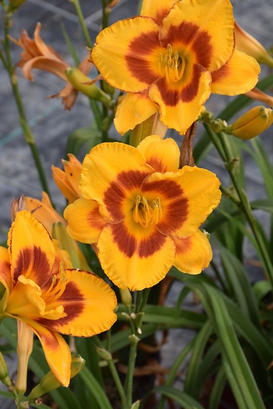 Hemerocallis 'Fooled Me' Fooled Me Daylily