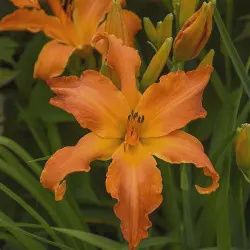 Hemerocallis 'Primal Scream' Primal Scream Daylily