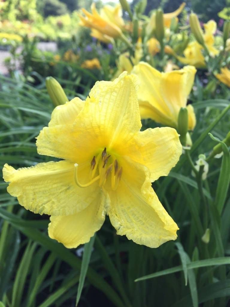 Hemerocallis  'Happy Returns' Happy Returns Daylily