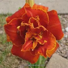Hemerocallis 'Moses Fire' Moses Fire Daylily