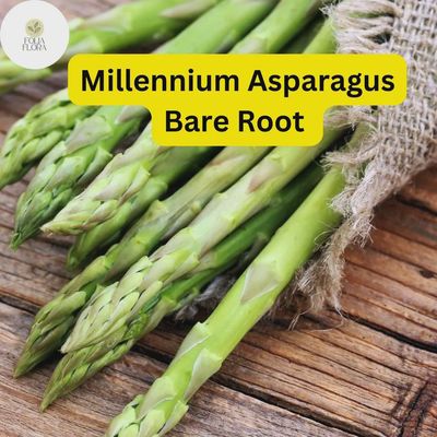 Asparagus x 'Millenium' 2yr BR Millenium Asparagus