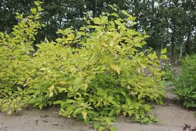 Cornus alba 'Morden Amber' Morden Amber Dogwood