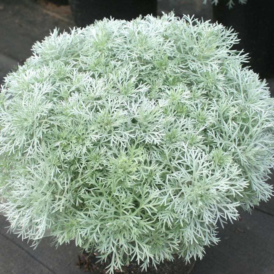 Artemisia schmidtiana 'Silver Mound' Silver Mound
