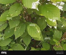 Corylus cornuta Beaked Hazelnut