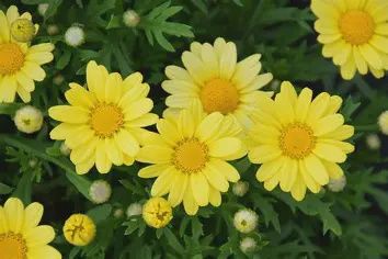 Argyranthemum frutescens 'G15101'Golden Butterfly® Marguerite Daisy