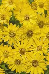 Osteospermum Bright Lights™ 'Yellow' Bright Lights™ Yellow African Daisy
