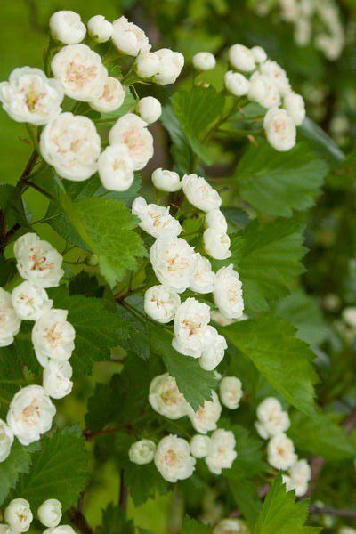 Crataegus x mordensis 'Snowbird' Snowbird Hawthorn