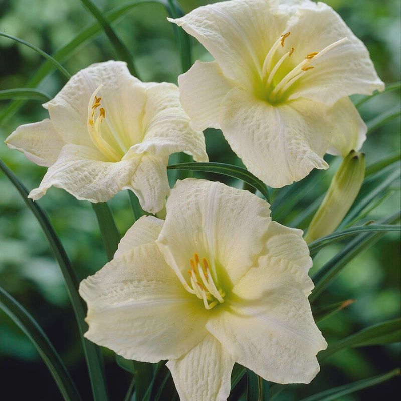 Hemerocallis 'Joan Senior'Joan Senior Daylily