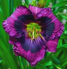Hemerocallis 'Kansas Kitten' Kansas Kitten Daylily