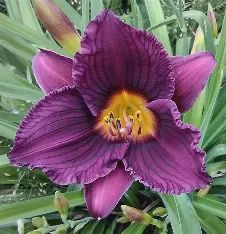 Hemerocallis 'Purple D'Oro' Purple D'Oro  Daylily