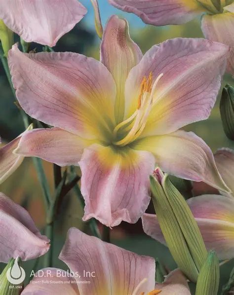 Hemerocallis 'Catherine Woodbury' Catherine Woodbury Daylily