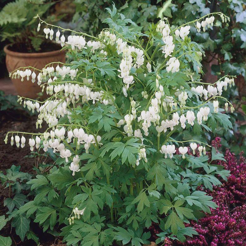 Dicentra spectabilis 'Alba' White Common Bleeding Heart