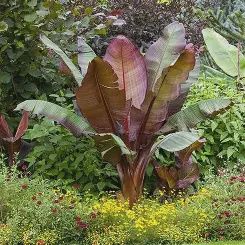 Ensete ventricosum 'Maurelii' Red Banana