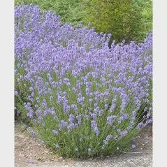 Lavandula angustifolia 'Munstead' English Lavender