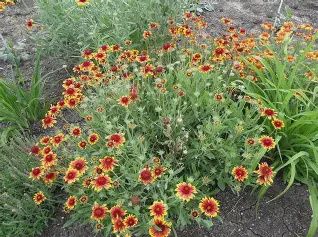 Gaillardia x grandiflora 'Goblin' Goblin Blanket Flower