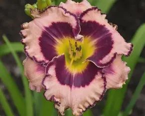 Hemerocallis 'Sound of My Heart' Sound of My Heart Daylily