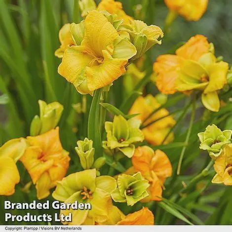 Hemerocallis 'See You Tomorrow' See You Tomorrow Daylily