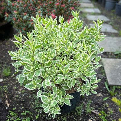 Cornus alba 'Bailhalo' Ivory Halo® Dogwood