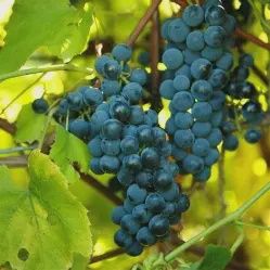 Vitis x 'Beta' Beta Grape