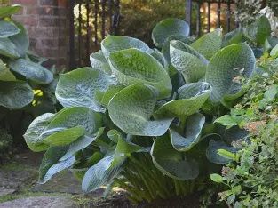 Hosta x  'Abiqua Drinking Gourd' Abiqua Drinking Gourd Hosta