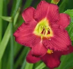 Hemerocallis 'Pardon Me' Pardon Me Daylily
