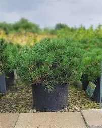 Pinus mugo mughus Mugo Pine Dwarf