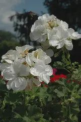 Pelargonium hortorum White Dynamo Geranium