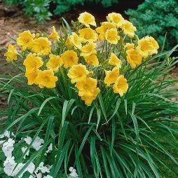 Hemerocallis 'Stella D'Oro' Stella D'Oro Daylily